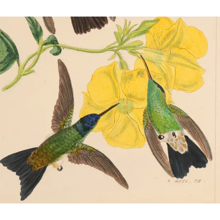 Nature's Living Palette | Original Reichenbach Hummingbird Engraving