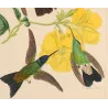 Sparkling-tailed Hummingbird (Tilmatura lepida) – Original Hand-Colored Engraving by Ludwig Reichenbach, Antique Print