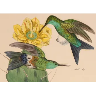 Original hand-colored engraving depicting Eriocnemis simplex among passionflowers and flowering cactus.