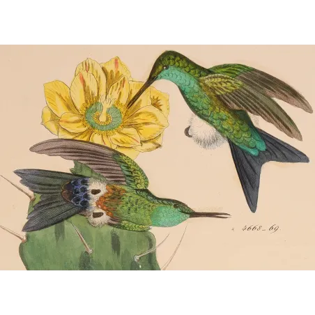 Bronze-tailed Puffleg (Eriocnemis simplex) – Original Hand-Colored Engraving by Ludwig Reichenbach, Antique Print