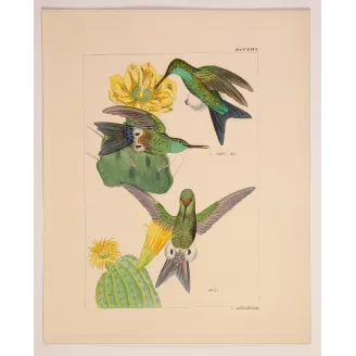 Bronze-tailed Puffleg (Eriocnemis simplex) – Original Hand-Colored Engraving by Ludwig Reichenbach, Antique Print