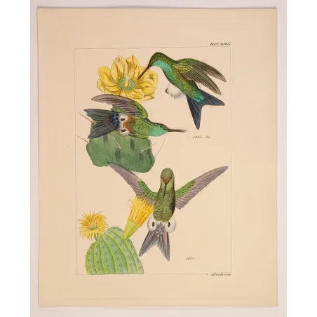 Bronze-tailed Puffleg (Eriocnemis simplex) – Original Hand-Colored Engraving by Ludwig Reichenbach, Antique Print