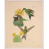 Bronze-tailed Puffleg (Eriocnemis simplex) – Original Hand-Colored Engraving by Ludwig Reichenbach, Antique Print