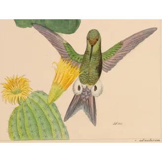 Bronze-tailed Puffleg (Eriocnemis simplex) – Original Hand-Colored Engraving by Ludwig Reichenbach, Antique Print