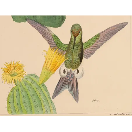 Bronze-tailed Puffleg (Eriocnemis simplex) – Original Hand-Colored Engraving by Ludwig Reichenbach, Antique Print