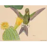 Bronze-tailed Puffleg (Eriocnemis simplex) – Original Hand-Colored Engraving by Ludwig Reichenbach, Antique Print