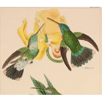 Two Blossoms, One Perfect Partnership | Original Lesbia victoriae Engraving