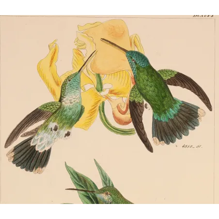 Two Blossoms, One Perfect Partnership | Original Lesbia victoriae Engraving