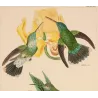 Victoria's Trainbearer (Lesbia victoriae) – Original Hand-Colored Engraving by Ludwig Reichenbach, Antique Print