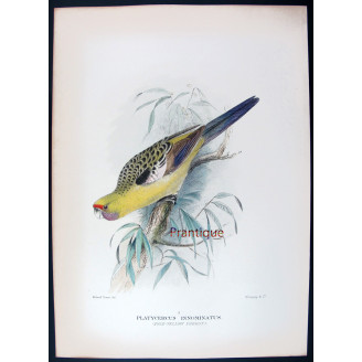 Pale Yellow Parrot by Roland Green – The Birds of Australia