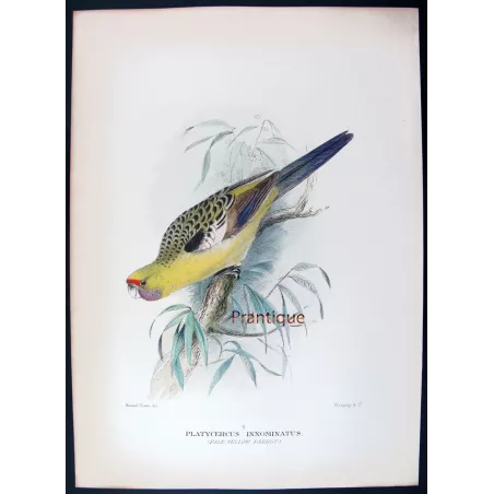 Pale Yellow Parrot by Roland Green – The Birds of Australia