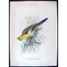 Pale Yellow Parrot (*Platycercus x. innominatus*) – Original lithograph by Green, Mathews (1910–27)
