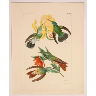 Two Blossoms, One Perfect Partnership | Original Lesbia victoriae Engraving