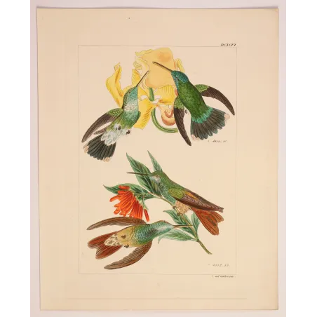 Two Blossoms, One Perfect Partnership | Original Lesbia victoriae Engraving