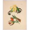 Victoria's Trainbearer (Lesbia victoriae) – Original Hand-Colored Engraving by Ludwig Reichenbach, Antique Print