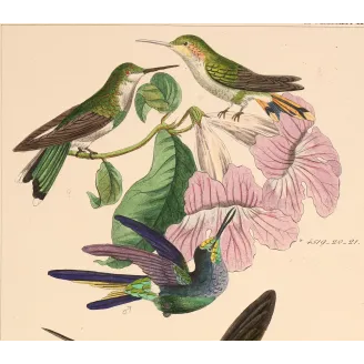 Ourissia Hummingbird | Original Reichenbach Antique Engraving
