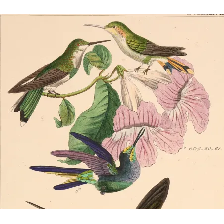 Ourissia Hummingbird | Original Reichenbach Antique Engraving