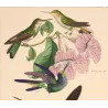 Ourissia Hummingbird (Coeligena ourissia) – Original Hand-Colored Engraving by Ludwig Reichenbach, Antique Print