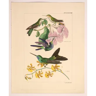 Ourissia Hummingbird | Original Reichenbach Antique Engraving