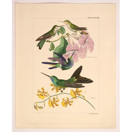 Ourissia Hummingbird | Original Reichenbach Antique Engraving