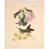 Ourissia Hummingbird (Coeligena ourissia) – Original Hand-Colored Engraving by Ludwig Reichenbach, Antique Print