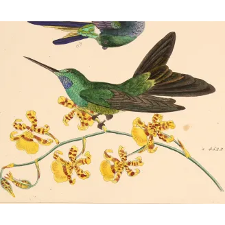 Ourissia Hummingbird | Original Reichenbach Antique Engraving