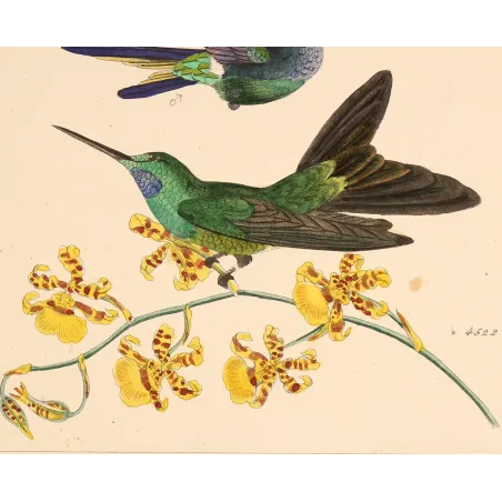 Ourissia Hummingbird | Original Reichenbach Antique Engraving