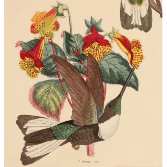 Prunell's Hummingbird | Original Reichenbach Antique Engraving