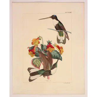 Prunell's Hummingbird | Original Reichenbach Antique Engraving