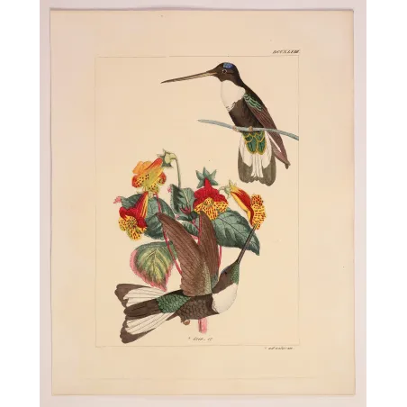 Prunell's Hummingbird | Original Reichenbach Antique Engraving