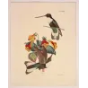 Prunell's Hummingbird (Bourcieria prunellii) – Original Hand-Colored Engraving by Ludwig Reichenbach, Antique Print
