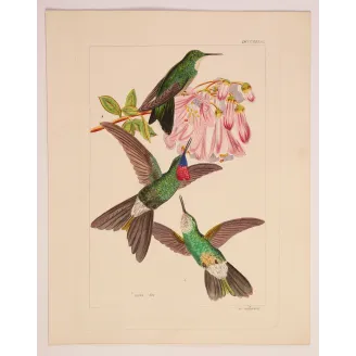 Sylphae Hummingbirds Plate 833 | Original Reichenbach Antique Engraving