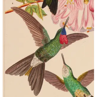 Sylphae Hummingbirds Plate 833 | Original Reichenbach Antique Engraving
