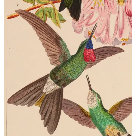 Sylphae Hummingbirds Plate 833 | Original Reichenbach Antique Engraving