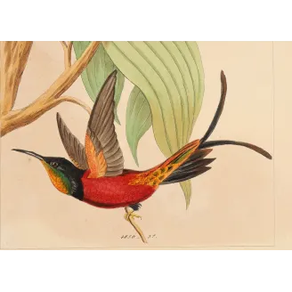 Crimson Topaz with Nest | Original Reichenbach Antique Print