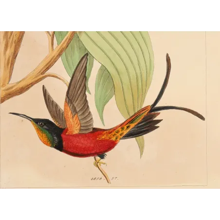 Crimson Topaz with Nest | Original Reichenbach Antique Print