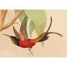 Crimson Topaz (Topaza pyra) with Nest – Original Hand-Colored Engraving by Ludwig Reichenbach, Antique Print
