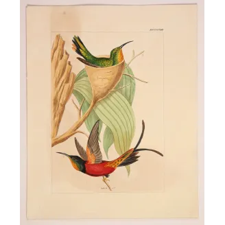 Crimson Topaz with Nest | Original Reichenbach Antique Print