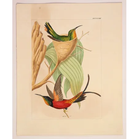 Crimson Topaz with Nest | Original Reichenbach Antique Print
