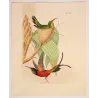 Crimson Topaz (Topaza pyra) with Nest – Original Hand-Colored Engraving by Ludwig Reichenbach, Antique Print