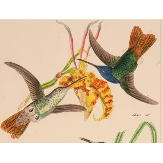Elicia's Hummingbird | Original Reichenbach Antique Engraving