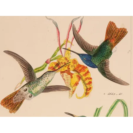 Elicia's Hummingbird | Original Reichenbach Antique Engraving