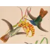 Elicia's Hummingbird (Chrysuronia eliciae) – Original Hand-Colored Engraving by Ludwig Reichenbach, Antique Print