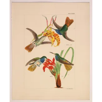 Elicia's Hummingbird | Original Reichenbach Antique Engraving