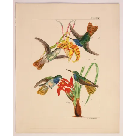 Elicia's Hummingbird | Original Reichenbach Antique Engraving