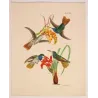 Elicia's Hummingbird (Chrysuronia eliciae) – Original Hand-Colored Engraving by Ludwig Reichenbach, Antique Print