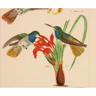 Elicia's Hummingbird | Original Reichenbach Antique Engraving