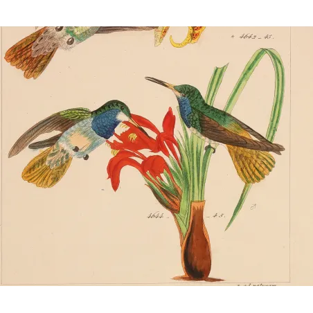 Elicia's Hummingbird | Original Reichenbach Antique Engraving