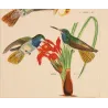 Elicia's Hummingbird (Chrysuronia eliciae) – Original Hand-Colored Engraving by Ludwig Reichenbach, Antique Print