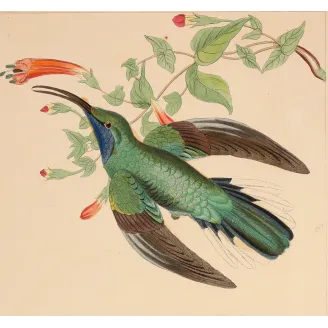 Ramond's Hummingbird | Original Reichenbach Antique Print